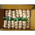 Zhifeng Food Wholesale Price 3p, 4p, 5p Fresh Garlic